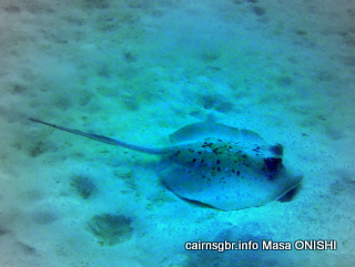 GBR ヤッコエイ