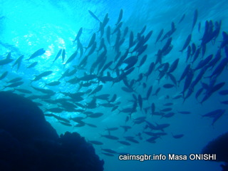 GBR 群れ