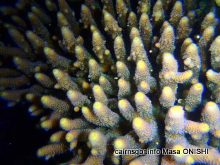 GBR サンゴの産卵