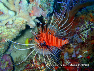 GBR ネッタイミノカサゴ