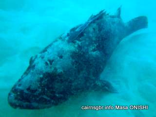 cairns Brown-marbled grouper