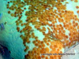 cairns flatworms