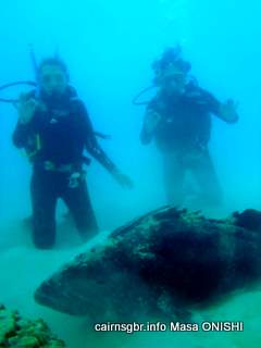 GBR Brown-marbled grouper