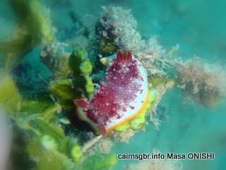 GBR Chromodoris tinctoria-sarasaumiushi