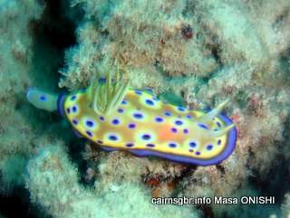 GBR otohime umiushi-Chromodoris kuniei