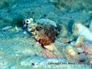 GBR rayed shrimp goby