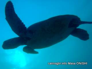 GBR sea turtle