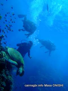 GBR Hawksbill tuttle