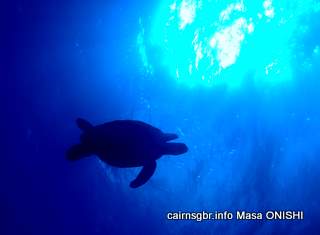 GBR Seaturtle