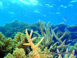 GBR coral reef