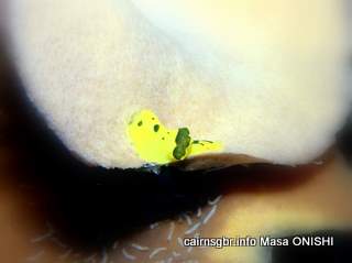 GBR gardiners notodoris