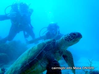 GBR Green Sea Turtle