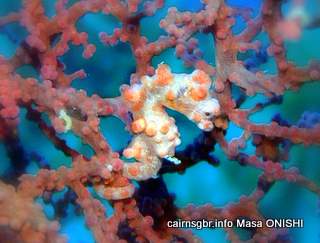 GBR pygmy seahorse