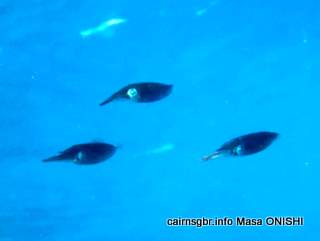 GBR squids
