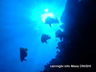 GBR Dusky batfish