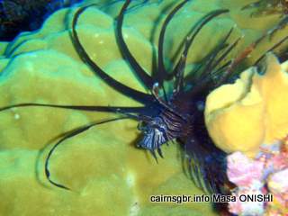 GBR Lionfish