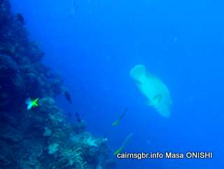 GBR Maori Wrasse