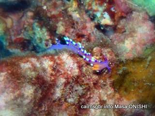 GBR Much-desired Flabellina