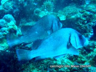 GBR blubberlip