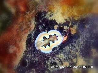 GBR Cois Chromodoris