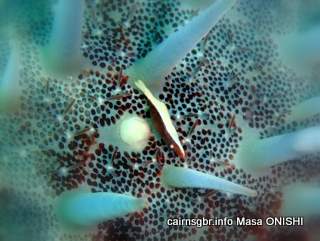 GBR Starfish shrimp