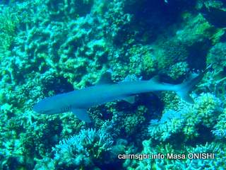 GBR whitetip reef shark