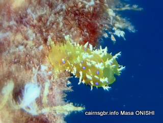 GBR Bursatella leachii