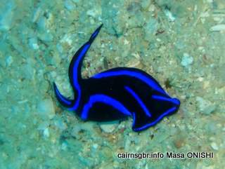 GBR Chelidonura varians