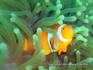 GBR Crown Anemonefish