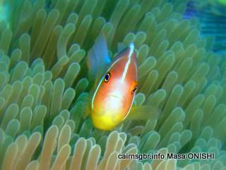 GBR pink anemonefish