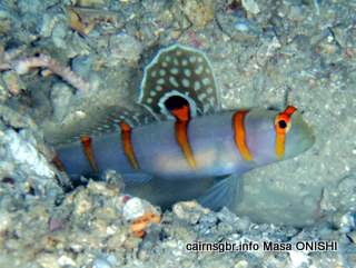 GBR Randalls Shrimpgoby