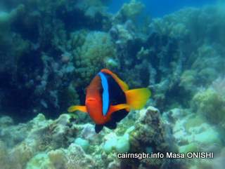 GBR red and black anemonefish