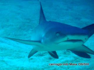 GBR Whitetip Reefshark