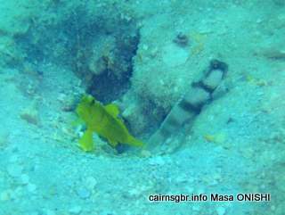 GBR Banded Shrimpgoby