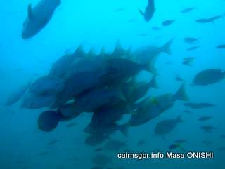 GBR fish school