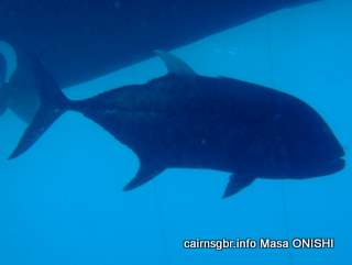 GBR giant trevally