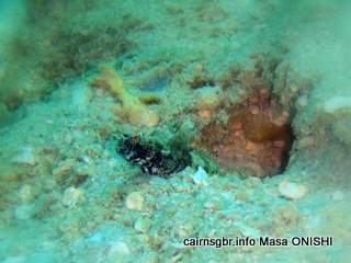 GBR Rayed Shrimpgoby