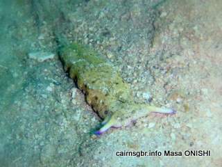 Ocella Plakobranchus