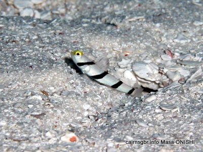 ネジリンボウ / Stonogobiops xanthorhinica / Yellownose prawn-goby