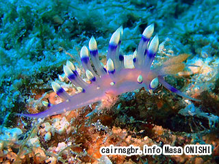アデヤカミノウミウシ Flabellina exoptata