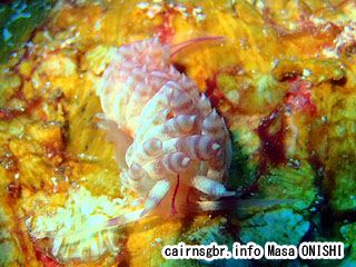 Flabellina rubrolineata