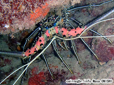 ゴシキエビ/Panulirus versicolor/Painted crayfish