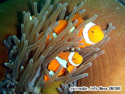 クラウンアネモネフィッシュ学名:Amphiprion percula 英名:Clown anemonefish