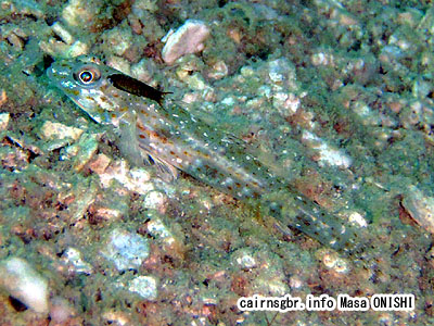 セホシサンカクハゼ/Fusigobius duospilus /Barenape goby