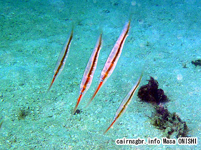 ヘコアユ/Aeoliscus strigatus/Razorfish、Striped Shrimpfish