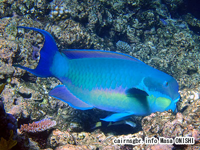 ナンヨウブダイ/Chlorurus microrhinos/Big blue parrotfish,Steephead parrotfish,Gibbus parrotfish