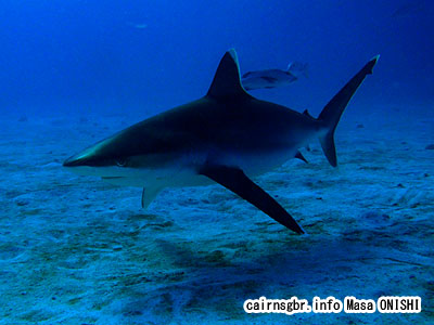ツマジロ/Carcharhinus albimarginatus/Silvertip shark