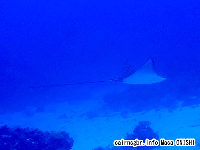 マダラトビエイ/Aetobatus narinari/Spotted eagle ray