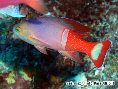 ペインティッドアンティアス/Pseudanthias pictilis/Painted anthias,Pictilis Anthias