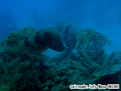 コブシメ/Sepia latimanus/Giant cuttlefish